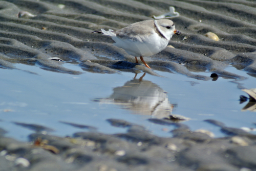 piping plover reflection