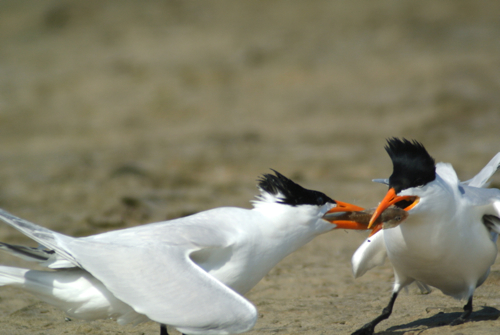 royal terns food pass