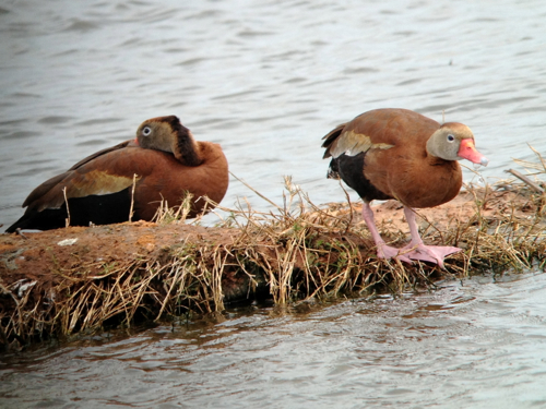 whistling duck
