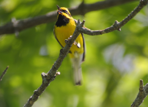 lawrences warbler singing
