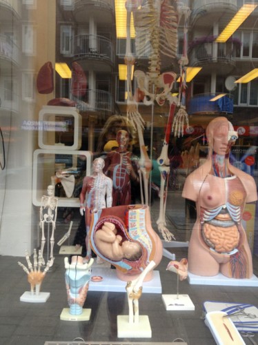 anatomy shop