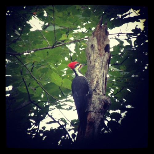 instagramed pileated