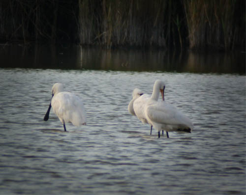 Storks and spoonbills