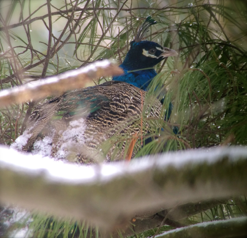 peacock ohio