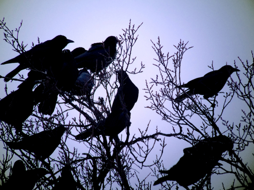 crows silhouette