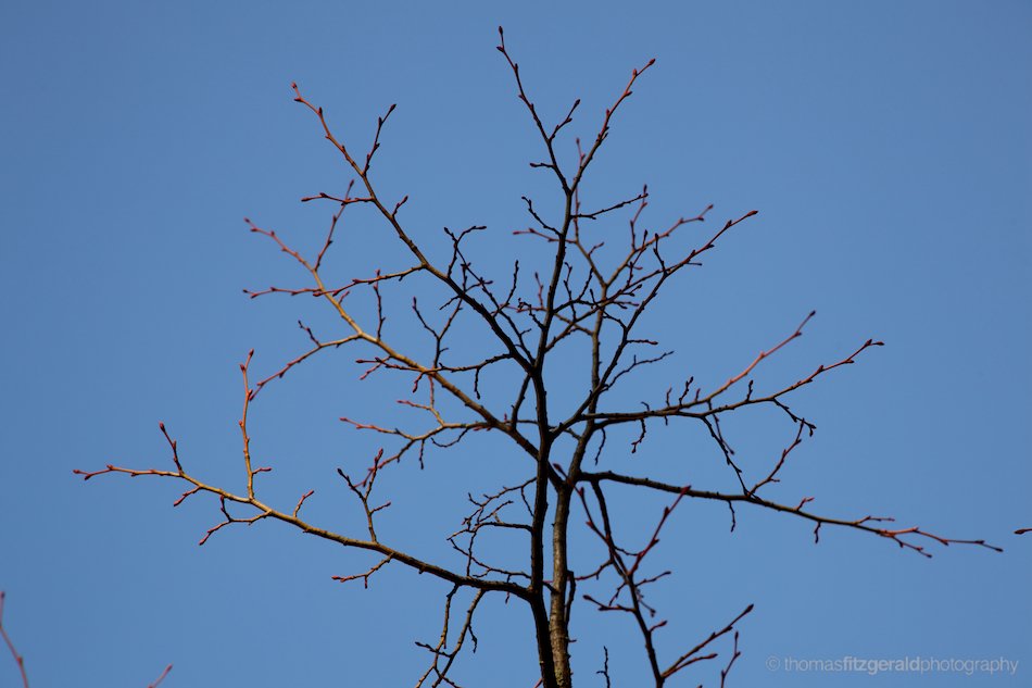 Winter Treees 05