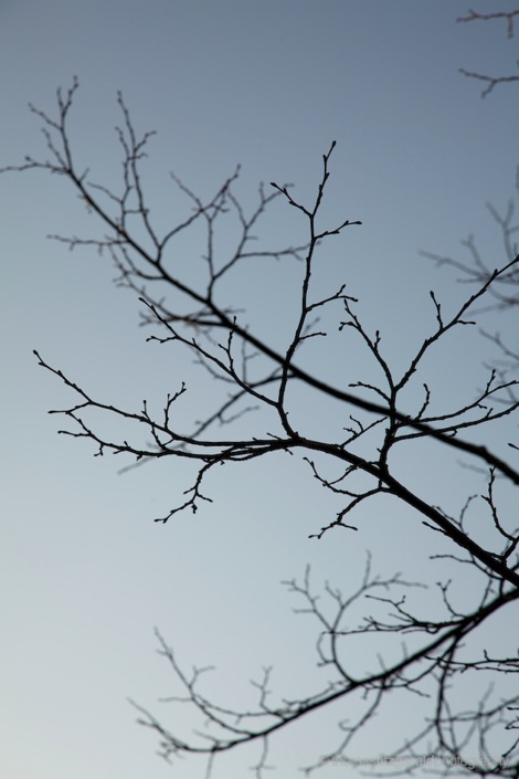 bare branches on trees