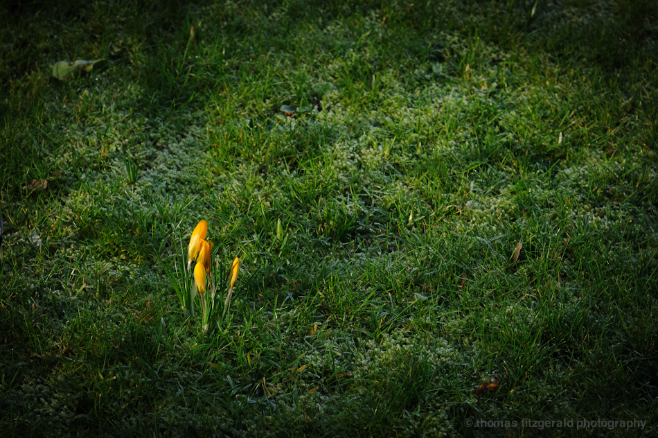Spring Daffodil Buds Beginning to Grow