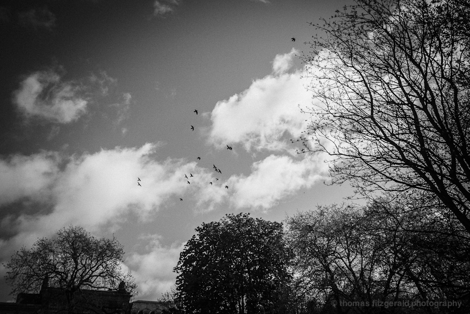 Birds flying in black and white