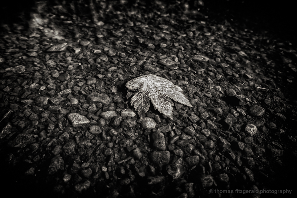 A leaf floating in a puddle of water