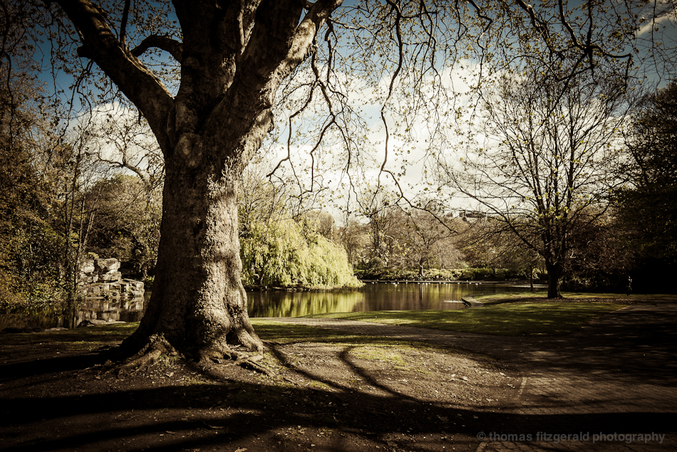Trees in the Park, at St. Stephen's Green Dublin