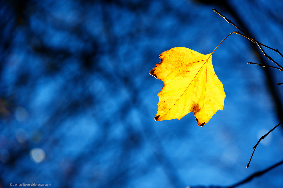 yellow leaf vivid