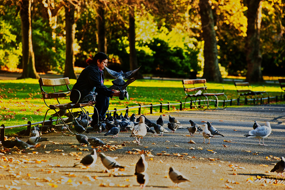 woman feeding pigeons