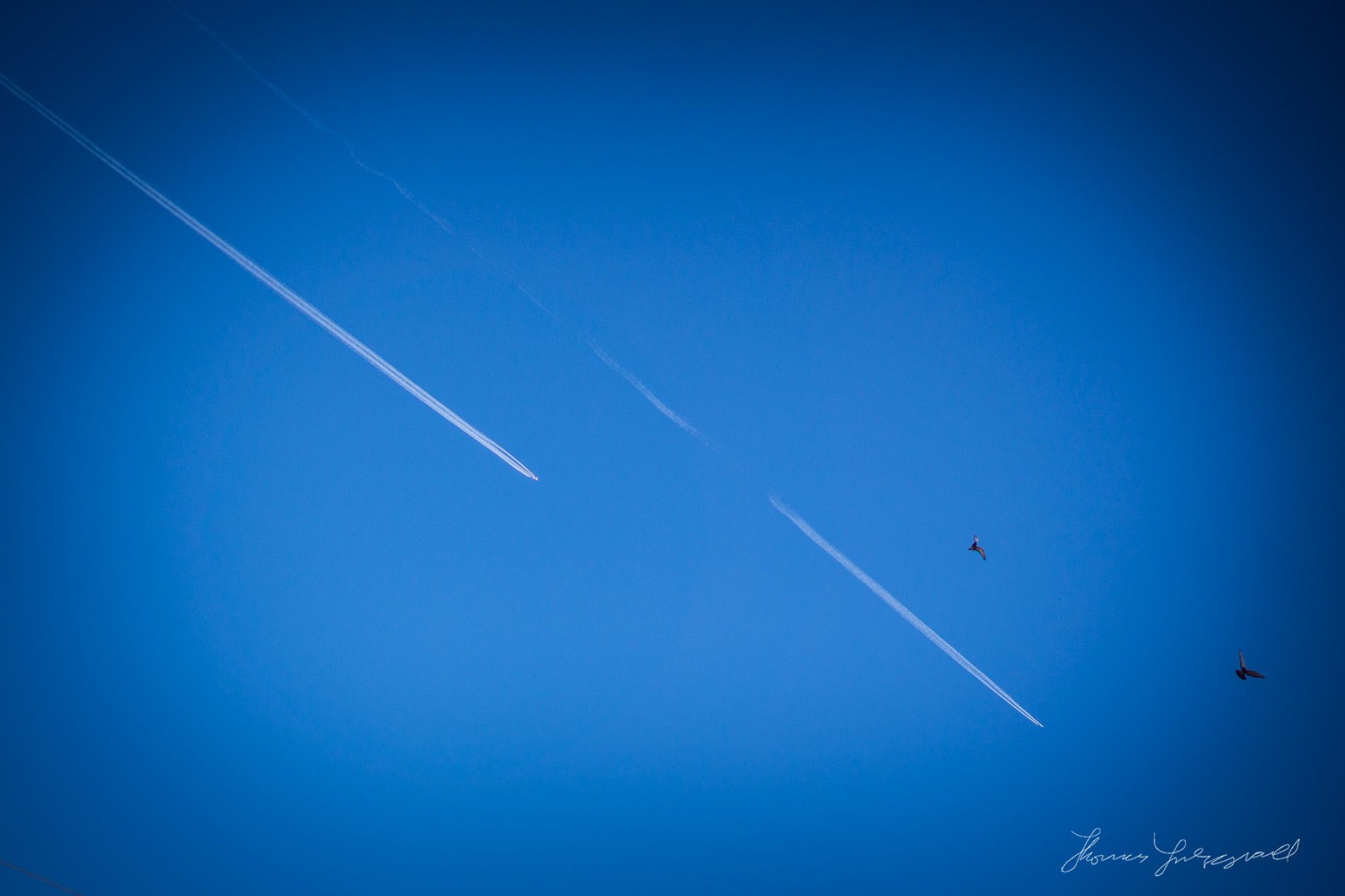 Two planes streak acreoss the sky leaving jet trails as two pigeons stride to get out of the way
