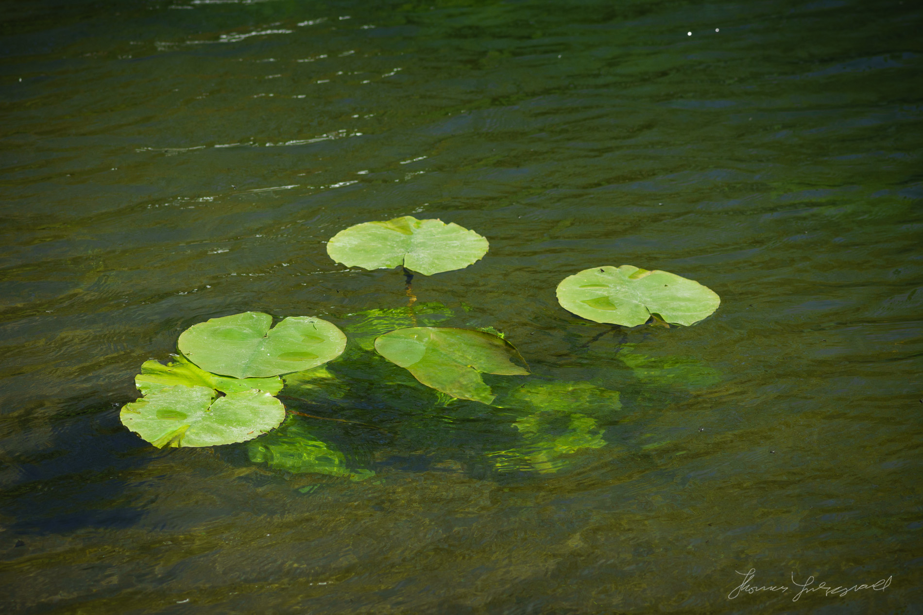 Water Lilies in the Canal