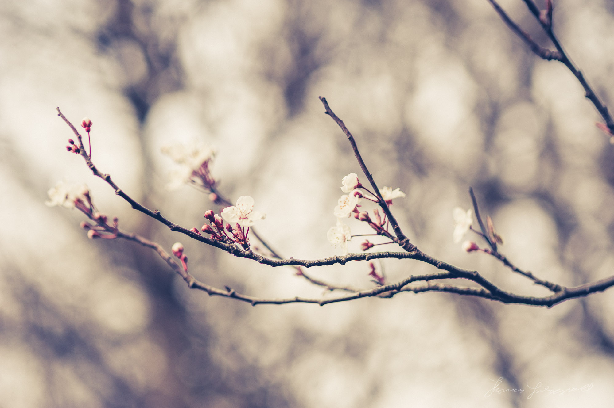Cherry Blossom Buds beginning to Bloom - Graded with Film Candy for Lightroom