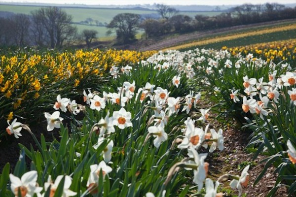 The country's oldest daffodil hotspot