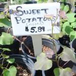 Sweet Potatoes: 1-gallon for $5.89.
