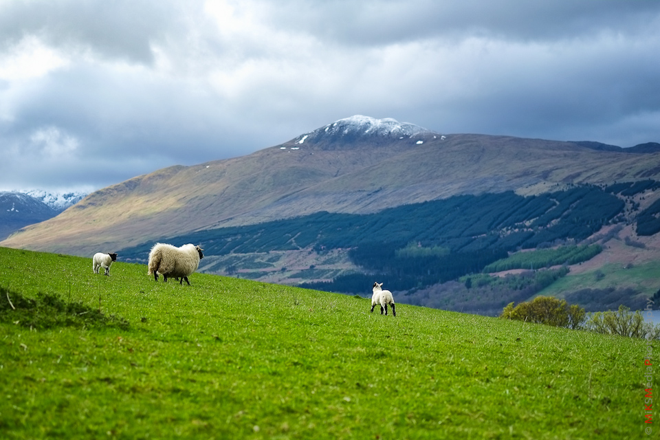highland sheep scotland mountain