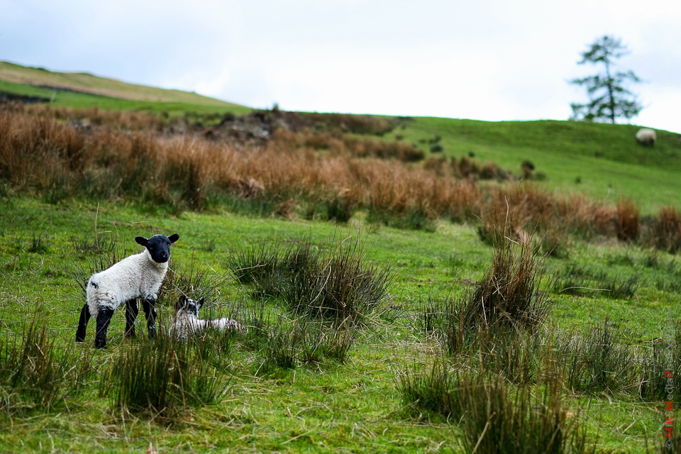sheep highland scotland