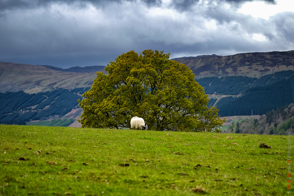 sheep tree highland mountain scotland