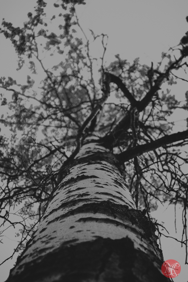 tree birch jasper nature photography