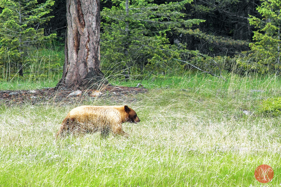 grizzly bear jasper nature wildlife