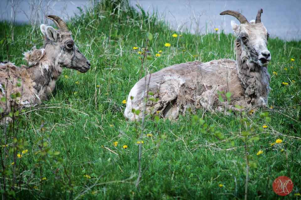 molting goat jasper wildlife photography