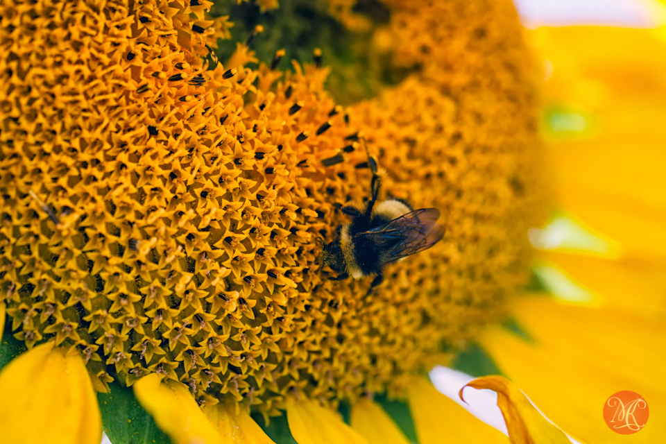 macro sunflower bee alberta nature