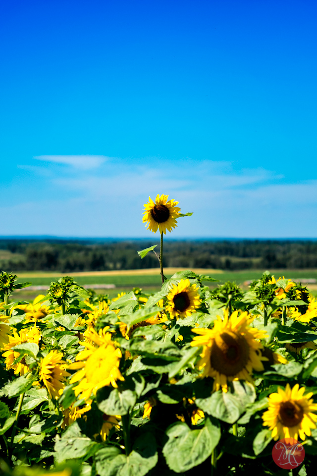 landscape alberta sunflower maze photographer
