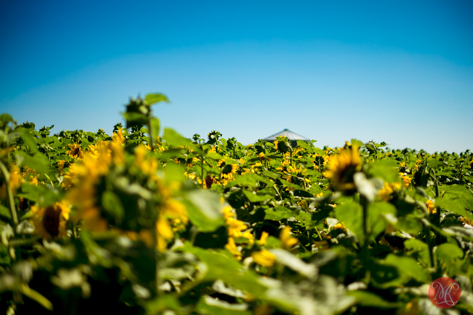 sunflowers landscape alberta photography