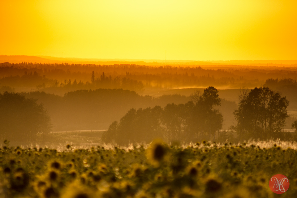 sunset alberta landscape field sunflowers