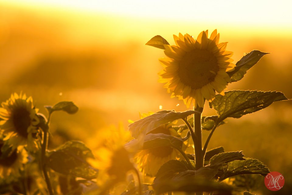 sunflower sunset alberta bowden landscape photography