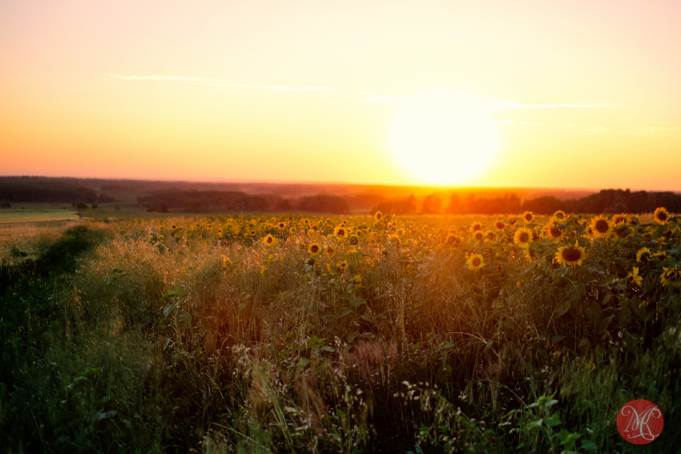 sunset alberta landscape nature sunflower