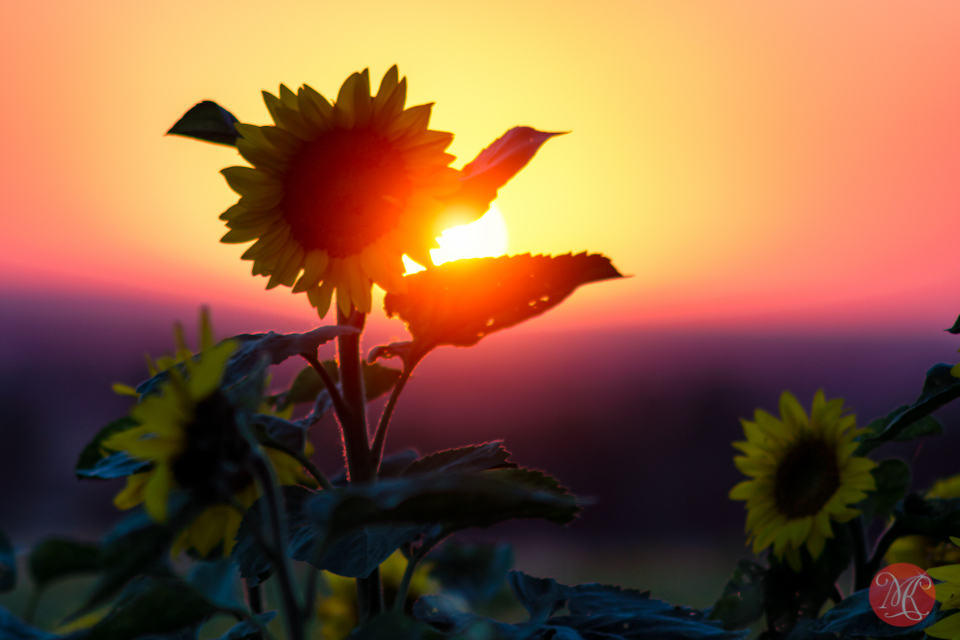 sunset alberta sunflower bowden photography