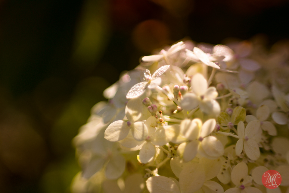 sunny macro flower edmonton photographer