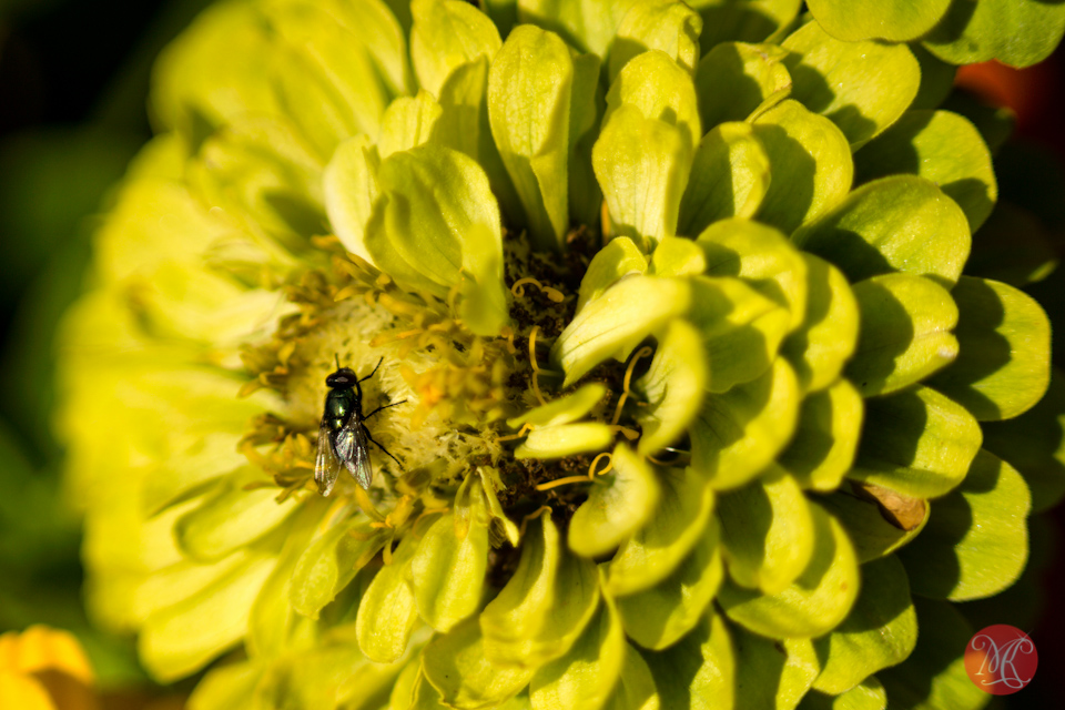 fly macro flower garden edmonton