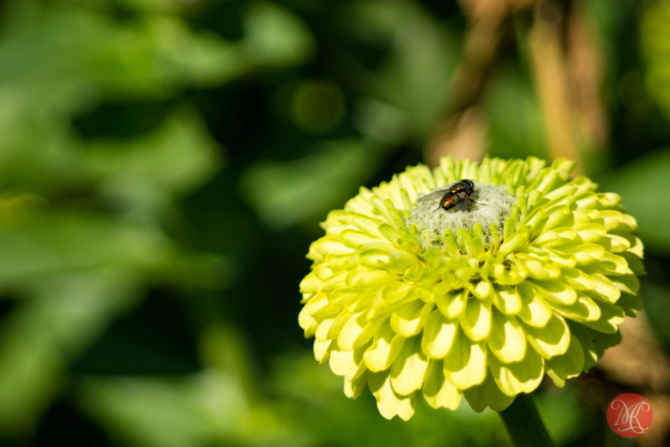fly macro flower garden edmonton