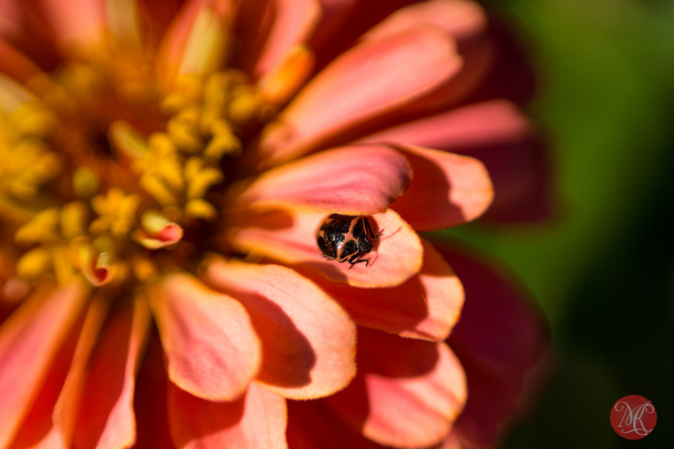 beatle flower color macro photography