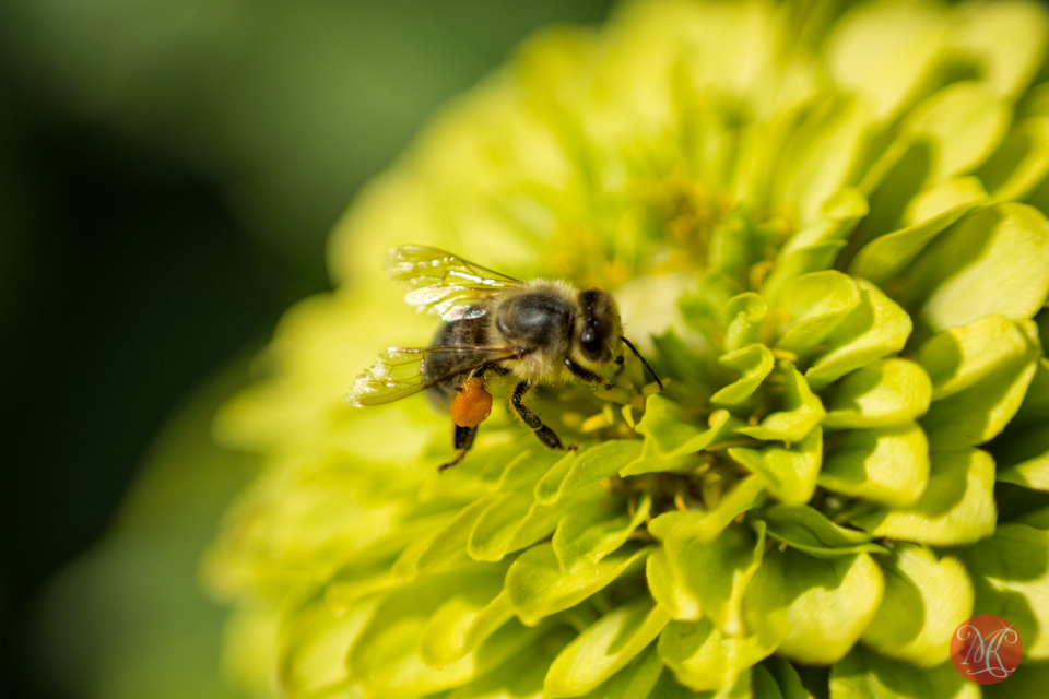 macro bee flower working edmonton photography