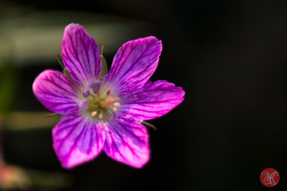 macro flower edmonton