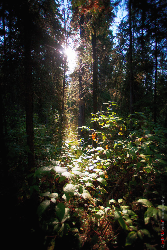 forest morning sun leaves nature edmonton photography