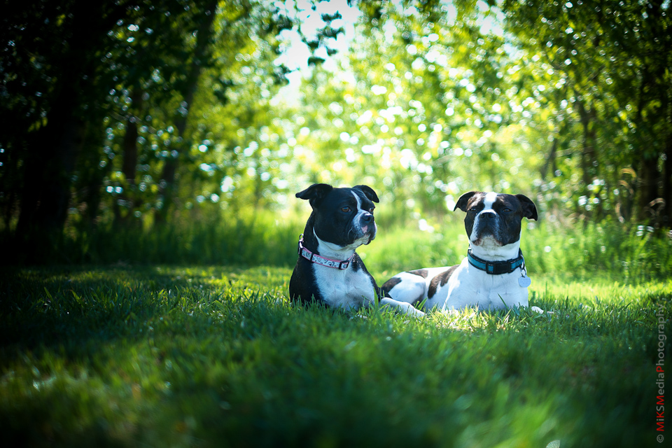 pet animal dog portrait photography