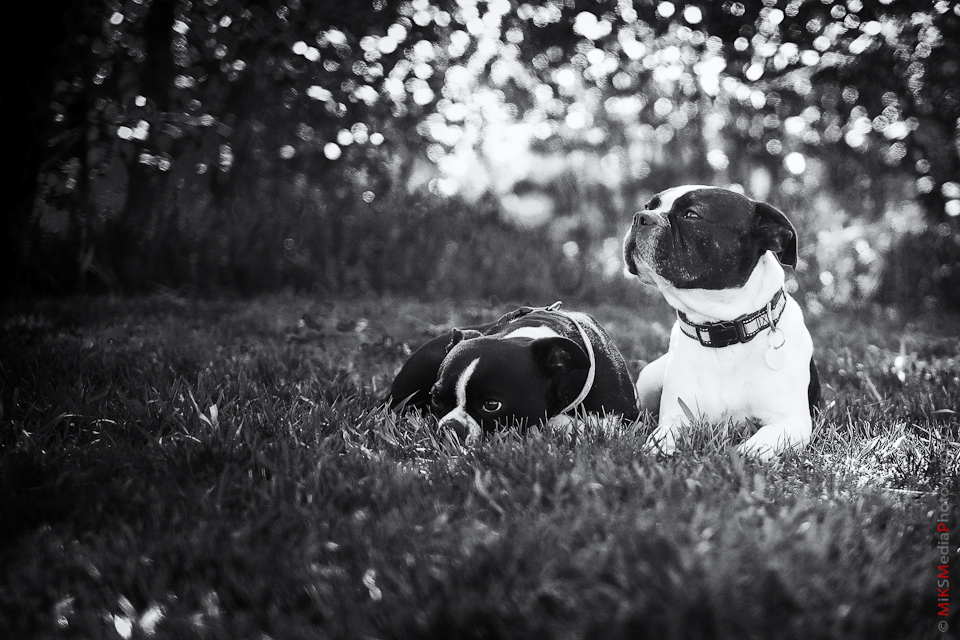 pet portrait dog photography