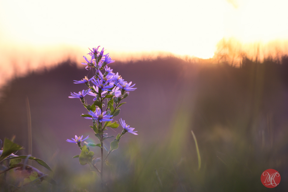morning-sunrise-alberta-nature-flower