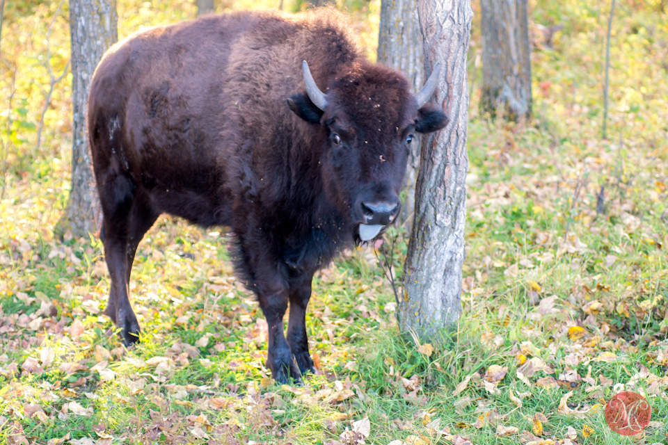 bison-cow-alberta-park-wildlife