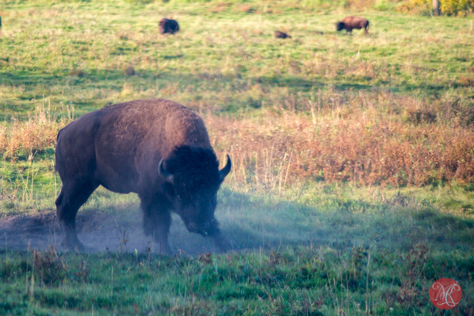 bison-dust-wildlife-nature-alberta