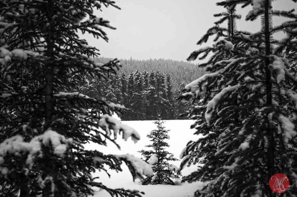 alberta winter landscape snow photographer