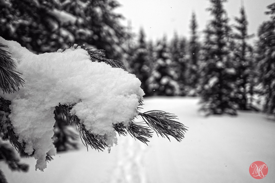 forest winter snow alberta landscape photographer