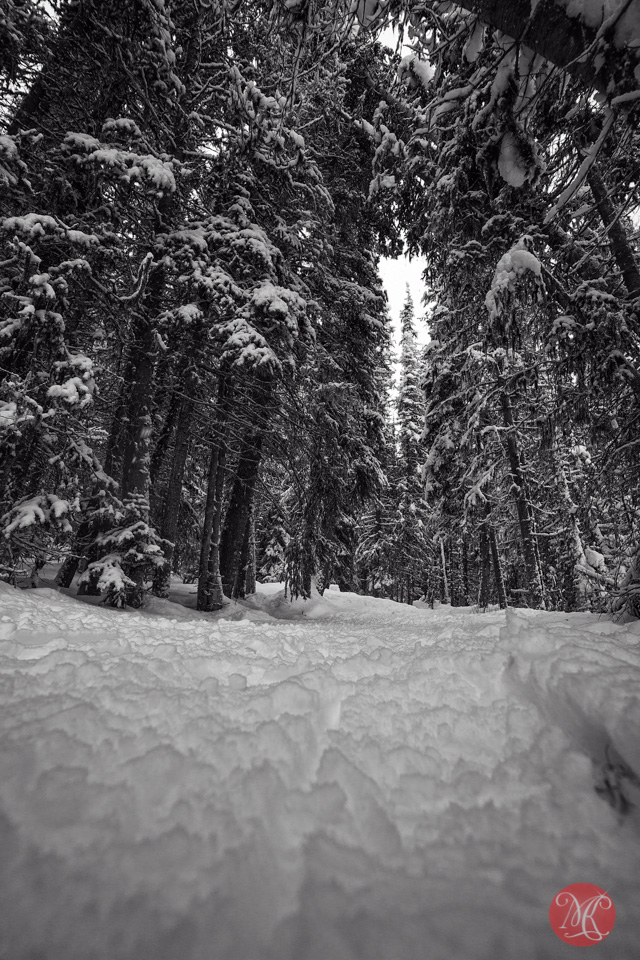 winter forest alberta landscape photography